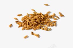 稻谷种子荞麦高清图片