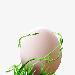 营养健康食品藤蔓鸡蛋高清图片