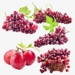 吐鲁番黑加仑红提葡萄新鲜葡萄高清图片