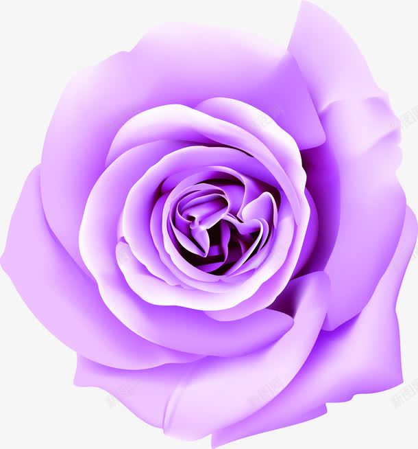 创意合成手绘紫色的玫瑰花png免抠素材_新图网 https://ixintu.com 创意 合成 玫瑰花 紫色