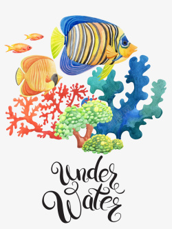 美丽海鱼条纹图案海鱼和珊瑚礁高清图片