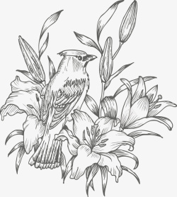 黄鹂鸟黑白手绘花鸟高清图片
