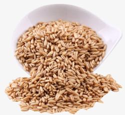 燕麦颗粒颗粒饱满的燕麦米高清图片