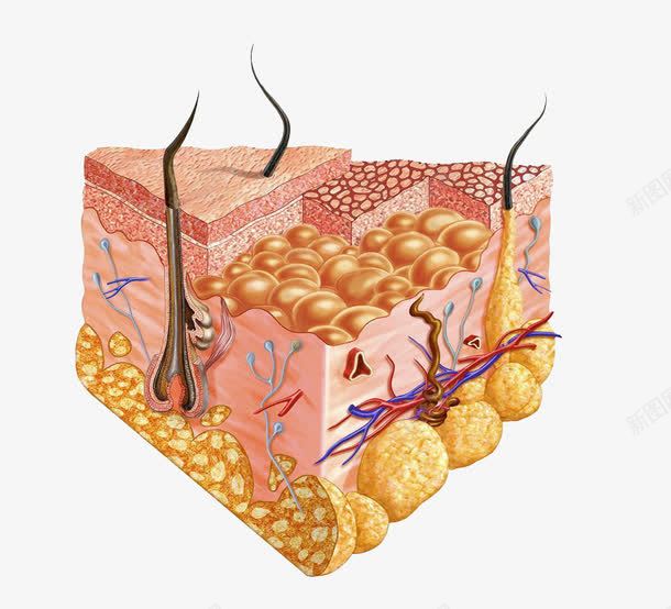 脂肪组织png免抠素材_新图网 https://ixintu.com 剖析图 毛发 毛囊 皮下组织 皮肤组织结构 肌肤组织 面部皮肤结构