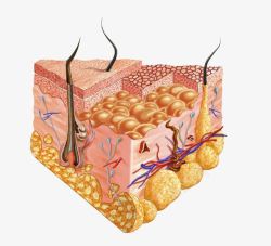 皮肤组织结构脂肪组织高清图片