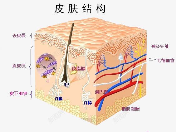 皮肤结构png免抠素材_新图网 https://ixintu.com 皮下组织 皮肤组织图 皮肤表皮 细胞结构 肌肤组织 面部皮肤结构