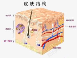 面部细胞组织图皮肤结构高清图片