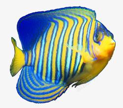 海洋热带鱼傲娇的黄蓝渐变条纹鱼高清图片
