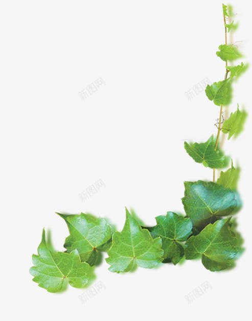 爬山虎的叶png免抠素材_新图网 https://ixintu.com 春天 植物 爬山虎的叶
