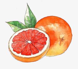 橘子手绘水彩橘子高清图片