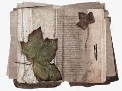 干枯的树叶做旧书本纸张高清图片