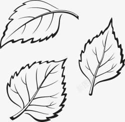 树叶叶脉黑色手绘叶子线条高清图片