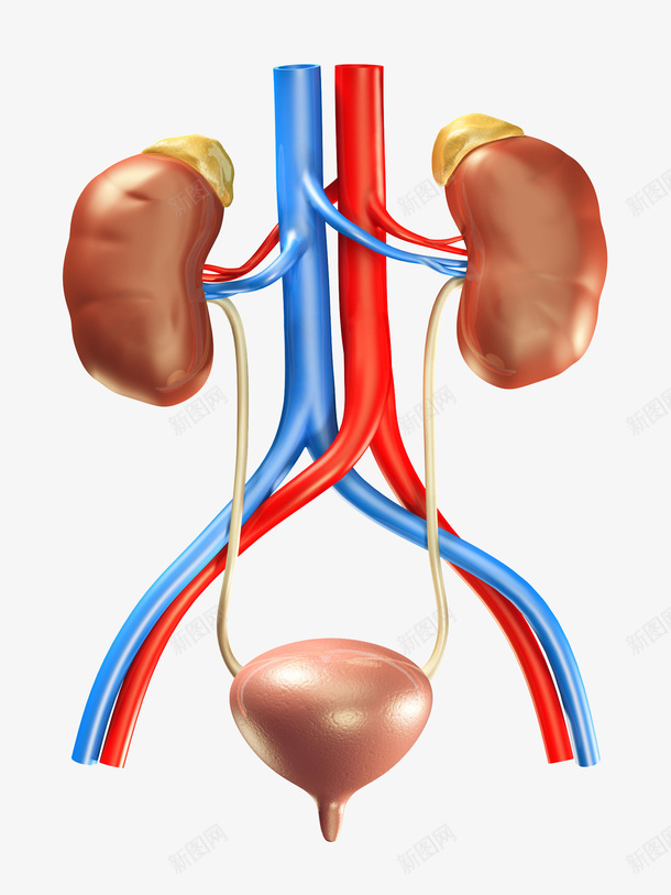 肾脏彩色医疗插画png免抠素材_新图网 https://ixintu.com 人 人体器官 免抠PNG 动脉 肾脏 肾脏彩色医疗插画 腺