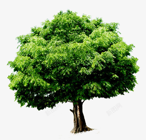 翠绿的一棵树png免抠素材_新图网 https://ixintu.com 一棵树 手绘 春天 绿色