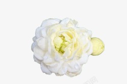 茉莉花瓣白色花卉高清图片