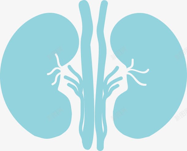 肾脏生物医药广告png免抠素材_新图网 https://ixintu.com 器官 生物医药 生物医药产业 生物医药展板 生物医药广告 生物医药整容 肾脏