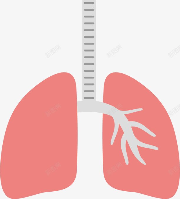 肺部器官png免抠素材_新图网 https://ixintu.com 器官 生物医药 生物医药产业 生物医药展板 生物医药广告 生物医药整容 肺