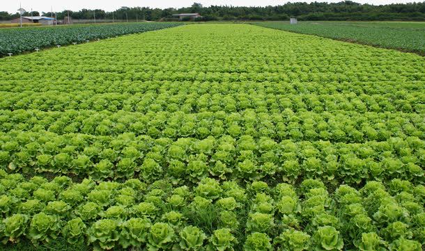 生菜种植基地菜园png免抠素材_新图网 https://ixintu.com 生物世界 生菜 生菜种植 生菜种植基地 种植 绿色 菜园 菜地 菜田 蔬菜 蔬菜基地 蔬菜种植