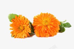 橙色底花瓣两朵万寿菊花高清图片