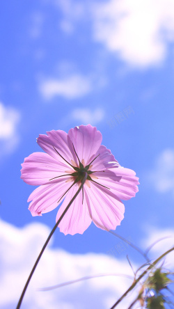 阳光明媚的风景蓝天白云花朵手机端H5背景高清图片