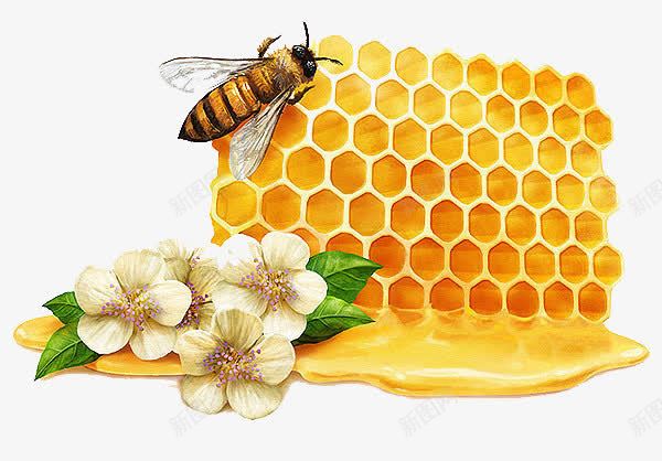 蜂巢png免抠素材_新图网 https://ixintu.com 卡通 手绘 花 蜂巢 蜂蜜 蜜蜂