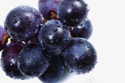 一起摘果子带水珠的紫葡萄高清图片
