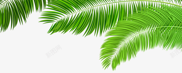 绿色热带植物树叶边框png免抠素材_新图网 https://ixintu.com 光泽 树叶 植物 热带 生长 纹理 绿色 质感 边框