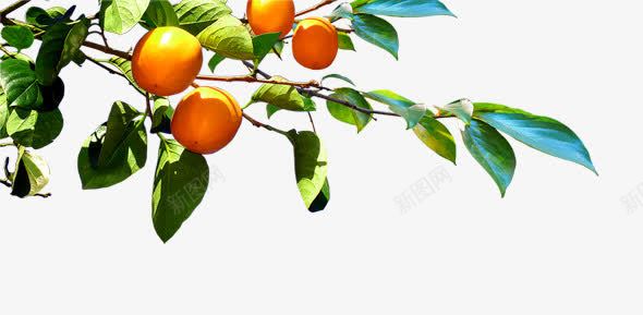 美味的橘子png免抠素材_新图网 https://ixintu.com 丰收 树枝 植物 橘子 水果 食物