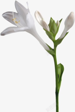 待放花朵几朵白色的花高清图片