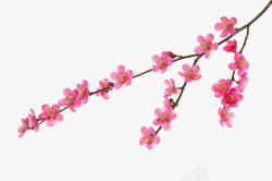 紫红花桃花树枝高清图片