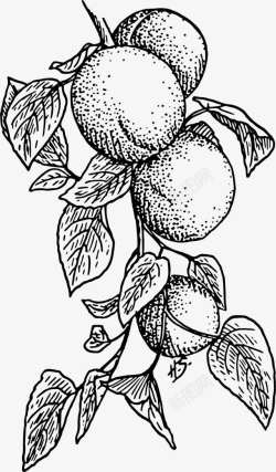 简洁树叶手绘桃子矢量图高清图片