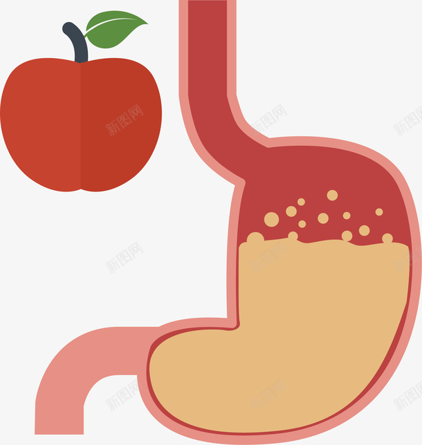 人体胃部矢量图ai免抠素材_新图网 https://ixintu.com 器官 生物医药 生物医药产业 生物医药展板 生物医药广告 生物医药整容 苹果 矢量图