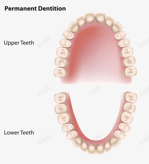卡通手绘牙齿口腔png免抠素材_新图网 https://ixintu.com 医学 口腔 牙齿修护卡通图 英文字母 说明