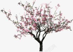 粉色春日桃树素材