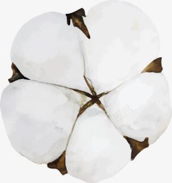 天然彩棉被子农作物棉花花朵图图标高清图片