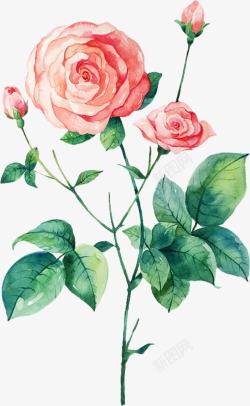 粉色水彩艺术古典玫瑰植物素材