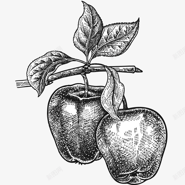 线描苹果png免抠素材_新图网 https://ixintu.com png图形 水果 线描 苹果 装饰 食物