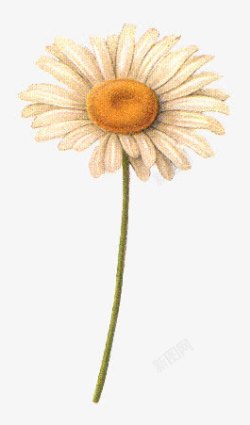 太阳和花鲜花海报背景抽象花朵一枝高清图片