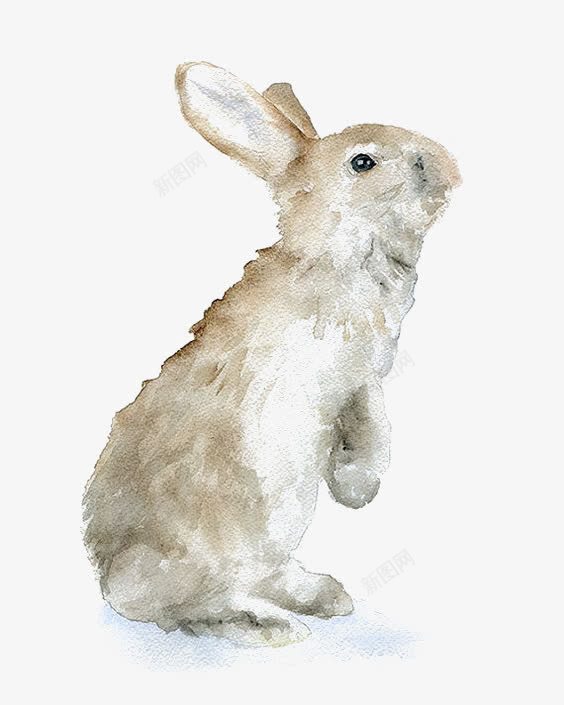 水彩兔子png免抠素材_新图网 https://ixintu.com 兔子 动物 卡通 手绘 插画 灰兔