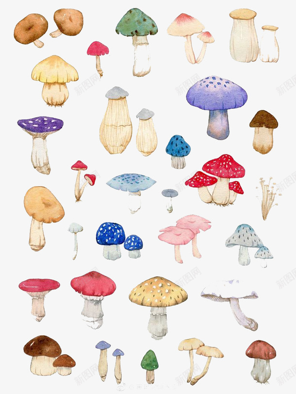 水彩蘑菇png免抠素材_新图网 https://ixintu.com 卡通 彩色 手绘 水彩 蔬菜 蘑菇 装饰 食物