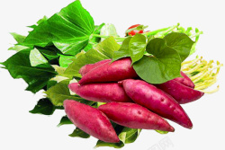 新鲜红薯实物新鲜绿色红薯高清图片
