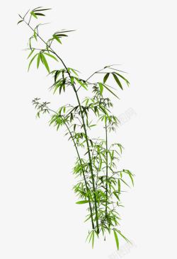 竹树翠竹绿色竹子手绘竹子竹子高清图片