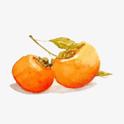 熟柿子水彩漂亮红柿子高清图片
