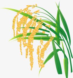 绿色水稻稻子高清图片