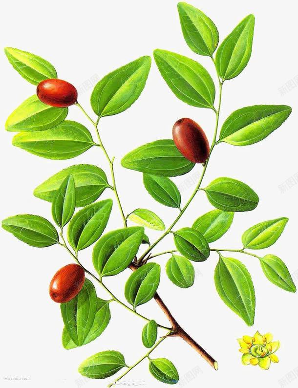 枣树的叶子png免抠素材_新图网 https://ixintu.com 枣树 树干 红枣 红枣树 绘图 绿色