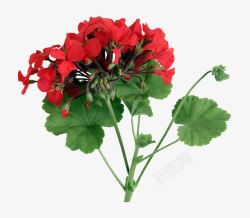 红色花瓣天竺葵素材