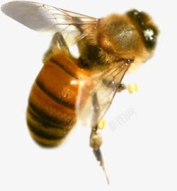 春天复苏蜜蜂昆虫素材