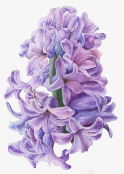 紫色风信子手绘创意紫色风信子高清图片