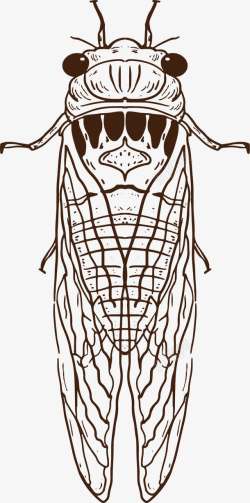 昆虫种类对称进化卡通蝉矢量图高清图片