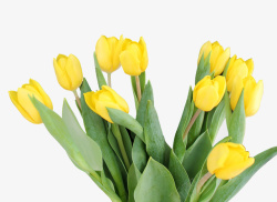 春天绿色一簇郁金香黄色花素材